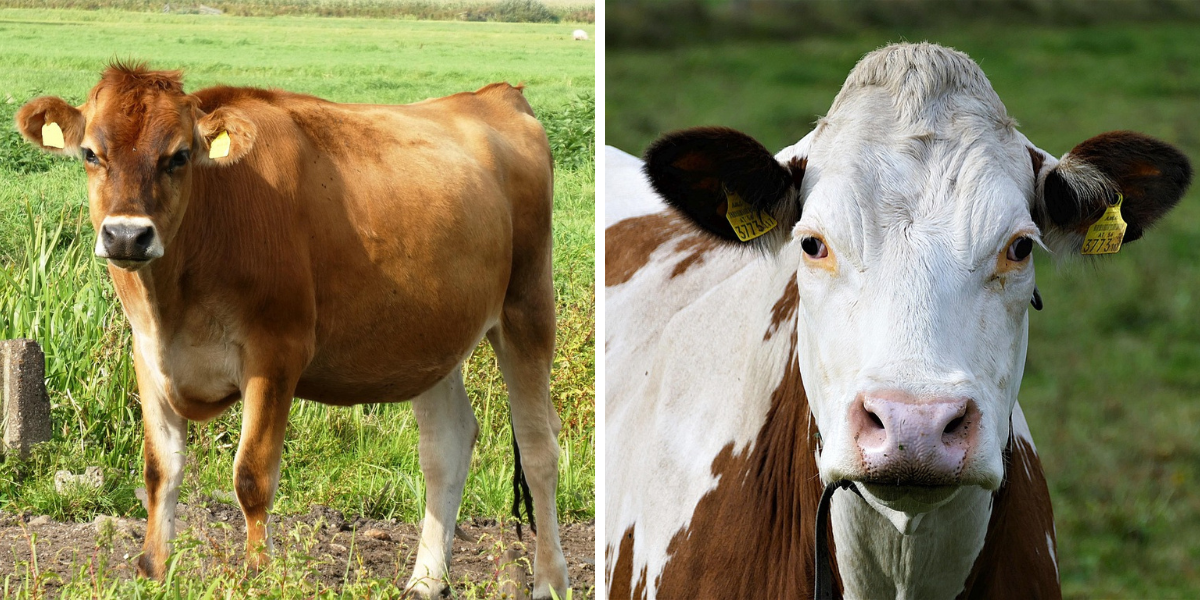 kleste-primaflex-k-zavedení-usnich-znamek-kerbl-2090-cerna-vlozka-2